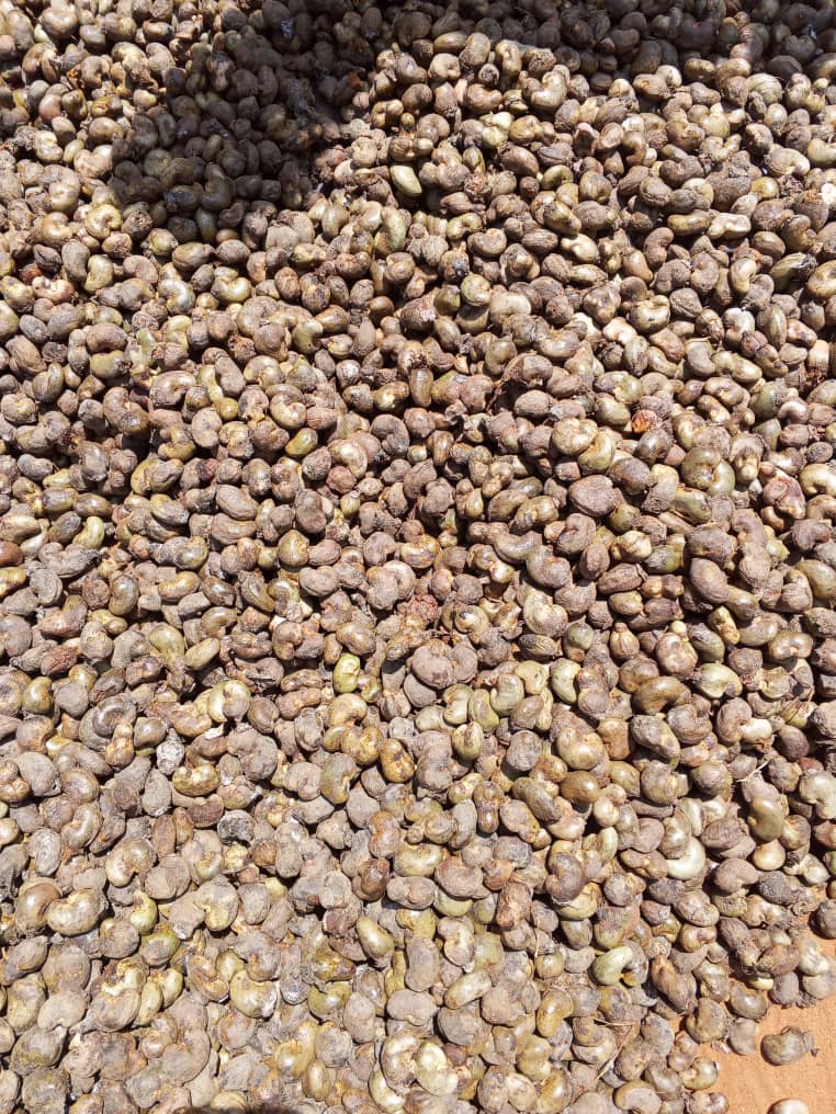 Premium Cashew Nuts